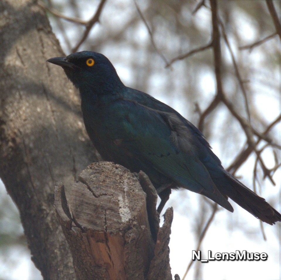 Nature Image